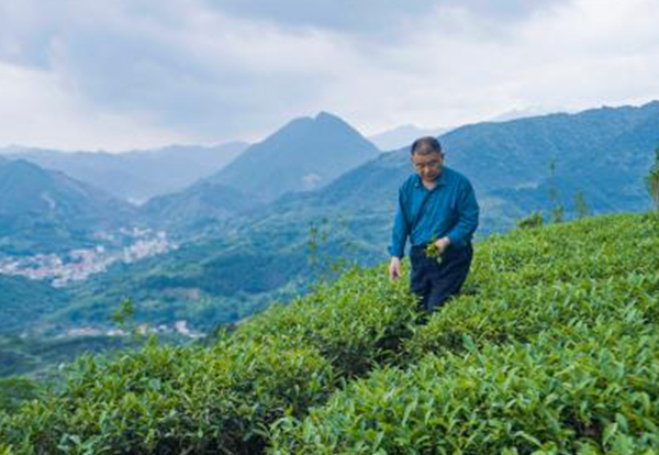 茶园基地