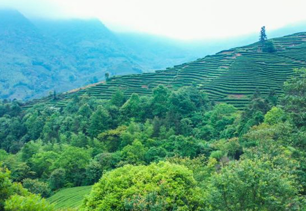 茶园基地