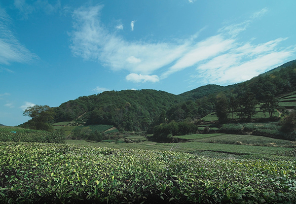 茶园基地